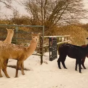 Bild von Rozelle Alpacas