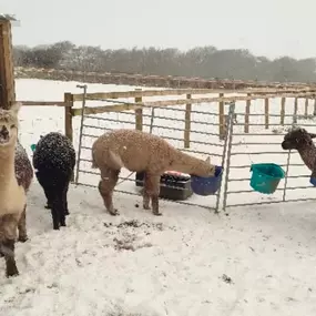 Bild von Rozelle Alpacas