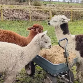 Bild von Rozelle Alpacas