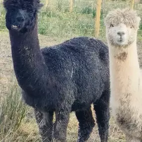 Bild von Rozelle Alpacas