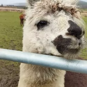 Bild von Rozelle Alpacas