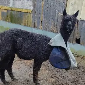 Bild von Rozelle Alpacas