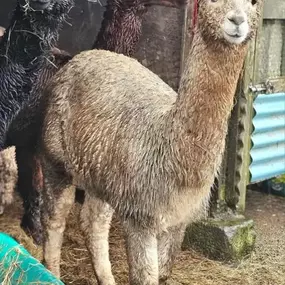 Bild von Rozelle Alpacas