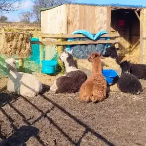 Bild von Rozelle Alpacas