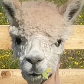 Bild von Rozelle Alpacas