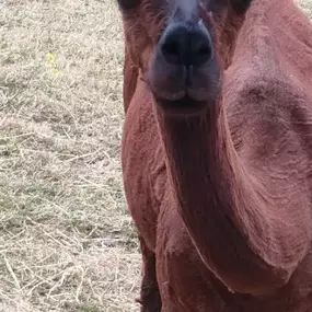 Bild von Rozelle Alpacas