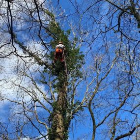 Bild von Tree Surgeons of Kent