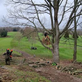 Bild von Tree Surgeons of Kent