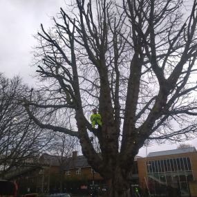 Bild von Tree Surgeons of Kent