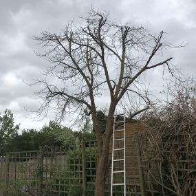 Bild von Tree Surgeons of Kent