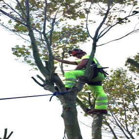 Bild von Tree Surgeons of Kent