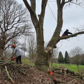 Bild von Tree Surgeons of Kent