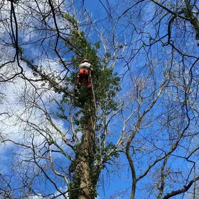 Bild von Tree Surgeons of Kent