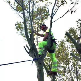 Bild von Tree Surgeons of Kent