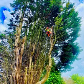 Bild von Tree Surgeons of Kent