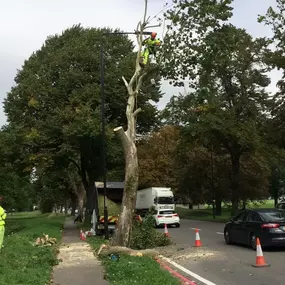 Bild von Tree Surgeons of Kent