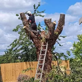 Bild von Tree Surgeons of Kent