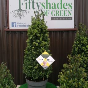 Bild von Fifty Shades of Green Landscapes NI