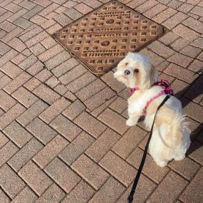 Bild von Drysdale Dog Walking & Pet Sitting Service