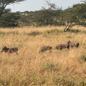Bild von Wildbud Safaris Wellness & Retreats