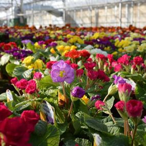 Bild von Moulton Nurseries