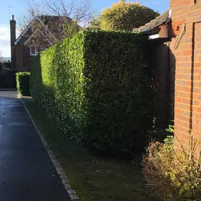 Bild von New Leaf Gardens