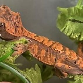 Bild von Peter Rice Reptiles