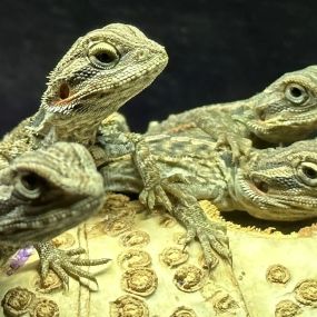 Bild von Peter Rice Reptiles