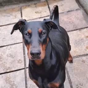 Bild von Sit and Stay Pet Sitting