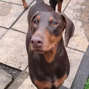 Bild von Sit and Stay Pet Sitting