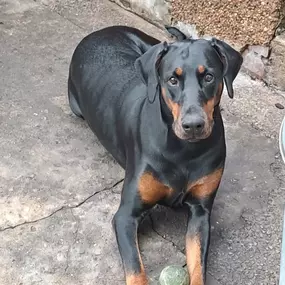 Bild von Sit and Stay Pet Sitting