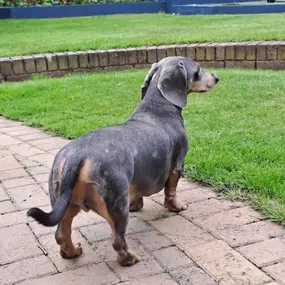 Bild von Sit and Stay Pet Sitting