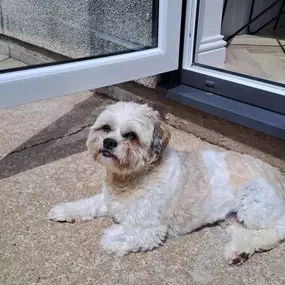 Bild von Sit and Stay Pet Sitting