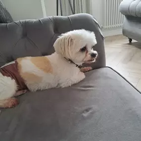 Bild von Sit and Stay Pet Sitting