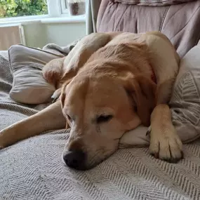 Bild von Sit and Stay Pet Sitting