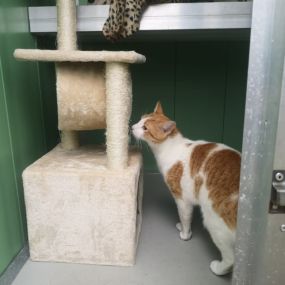 Bild von Mr T's Cattery