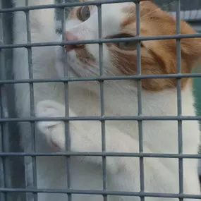 Bild von Mr T's Cattery