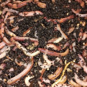 Bild von Worms at Work Vermiculture & Vermi Composting