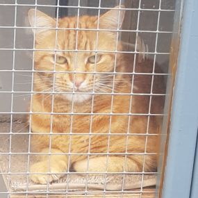 Bild von Garforth Cattery