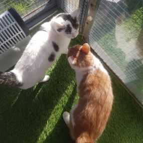 Bild von Garforth Cattery