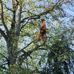 Bild von RH Tree Contractors