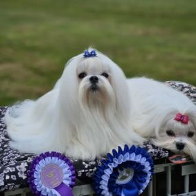 Bild von Snowkai Maltese