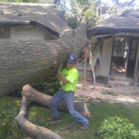 Yesterdays Trees Remove tree on house