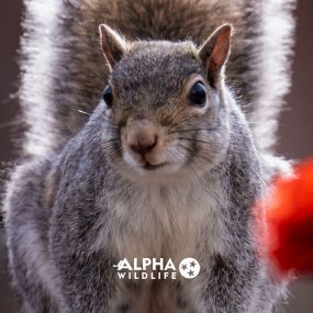 What is the cost of squirrel removal in Charleston?