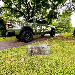 Raccoon Removal - Alpha Wildlife Charleston