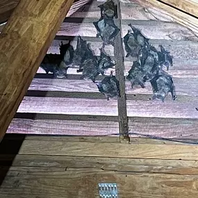 Bat Removal - Alpha Wildlife Charleston