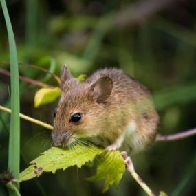 Bild von Foundation Pest Control