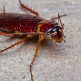 Cockroach Treatment