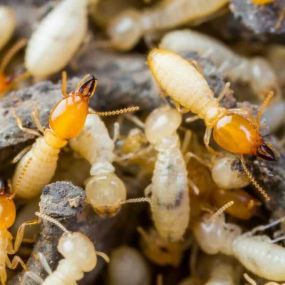 Termite Treatment In Cordova