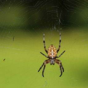 Your Memphis Spider Control Experts
When you’re facing a possible spider infestation, there are a few things you should consider. At Foundation Pest Control, we know you want to keep you, your family and belongings free from spiders, so we are providing you with some helpful tips on controlling spiders in your home.

Remember here at Foundation Pest Control we are available to assist you in all your Memphis spider control needs. If you have questions regarding our services, call us today!